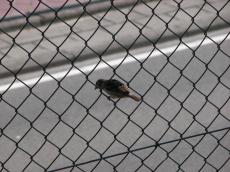 gate wire fence wiring bird small sparrow sitting beak gate wire fence wiring bird small sparrow sitting beak