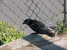 crow bird black fence sun edge