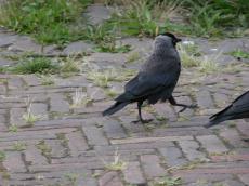 nature animals birds jackdaw crow walking black feathers side