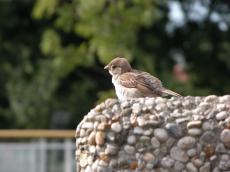 nature animals birds sparrow feathers