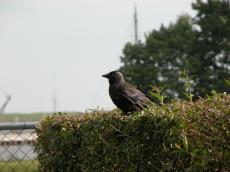 crow bird black hedge