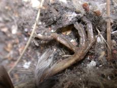 death decay extincted nature animals birds leg foot claw