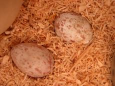 nature animals birds egg eggs camouflage