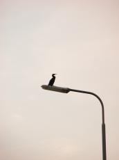 wading water bird sitting black beak sleek lamppost