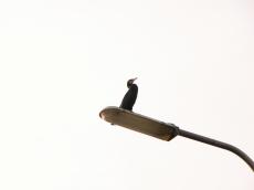 bird cormorant sitting on a lamppost beak black