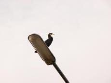 sea bird on a streetlight
