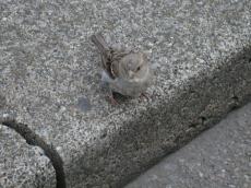 grey bird on sidewalk street