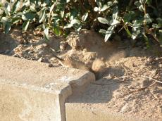 nature animals birds sanding sparrow leaf leafs spray