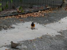 jacco curacao nature animals birds