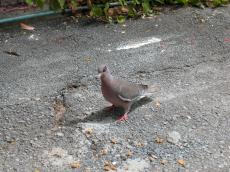 nature animals birds pigeon jacco curacao gray grey asphalt