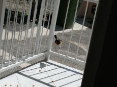 jacco tropical bird perching balcony porch white perch