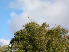 nature animals birds parrot parrots green trees jacco curacao leafs