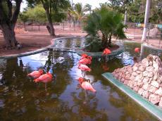 nature animals birds flamingo flamingos jacco curacao
