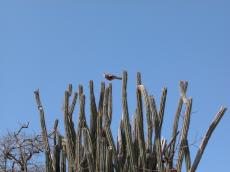 nature animals birds jacco curacao plants cactus birdofprey succulent spikes tropical