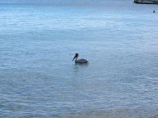 nature, animals, birds, jacco, curacao, pelican, sea, seascape, swimming
