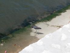 jacco curacao nature animals birds black heron