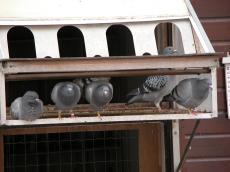 pigeons hole row birds bird