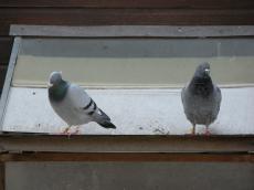 nature animals birds pigeon pigeons dove doves front side