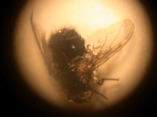 house fly in plastic microscope