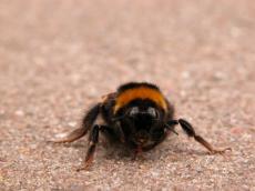 bumble bee insect hair soft 