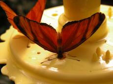 butterfly orange on feeder yellow plastic