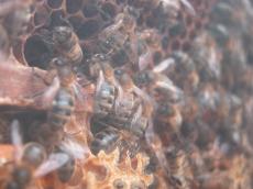nature animals insects beehive bees hive honey honeybee honeybees comb honeycomb