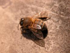 bee honey insect hairy back