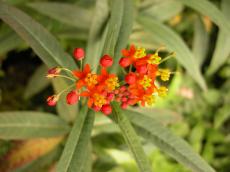 orange red flower peddals leafs