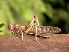 nature animals insects grasshopper side macro texture