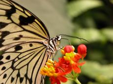 beautiful butterfly wing wings colorful colourful insect pollonate sitting drinking nectar yellow red