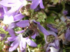 bumble bee on purple flower honey spring summer