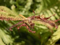 dragonfly insect leaf eye wings facets