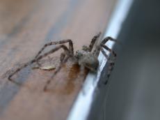 hunter hunting spider arachnid hairy legs