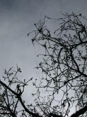caterpillar in tree on silk