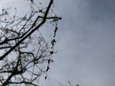 silkcaterpillars silk caterpillar silkcaterpillar caterpillars nature trees branches animals insects string web wire silhouette