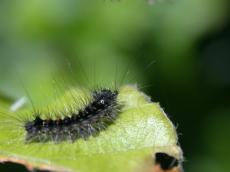 caterpillar insect crawl crawling butterfly eating pest bug hairs hairy young