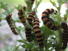 caterpillars caterpillar  feating on plant yellow