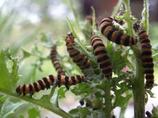 caterpillar caterpillars eating greens muching plague