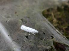 moth silk caterpillars nest white