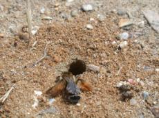 sand rubble bee bumblebee insect wings hole nest hairs brown crawl crawling earth hairy