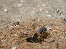 nature animals insects bee honeybee burrow burrowing hole