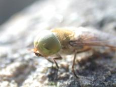 nature animals insects eye facet facets fly macro