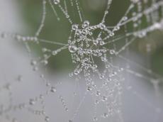 webs web spiderweb moist dew drops water threads wires 