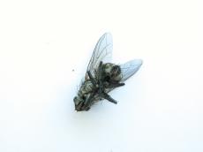 nature animals insects fly bottom flykit
