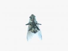 nature animals insects fly flykit disection macro total bottom dead