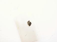 fly housefly decapitated body bright white hairs