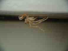 maartent spider skin insect empty