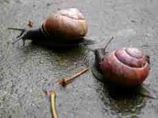 paul snails snail race insects