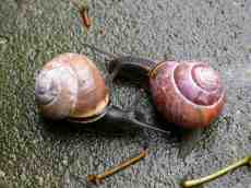 paul snail snails wet dance animal animals