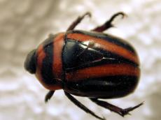 beatle pin dead mounted shell shiny black red